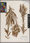 Foto von Salix candida Flüggé ex Willd.